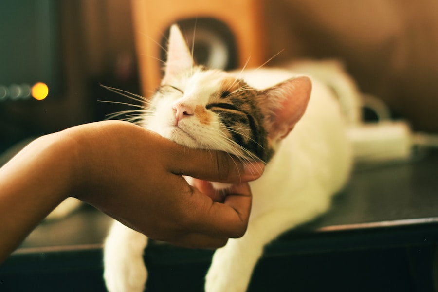 Cat moment two