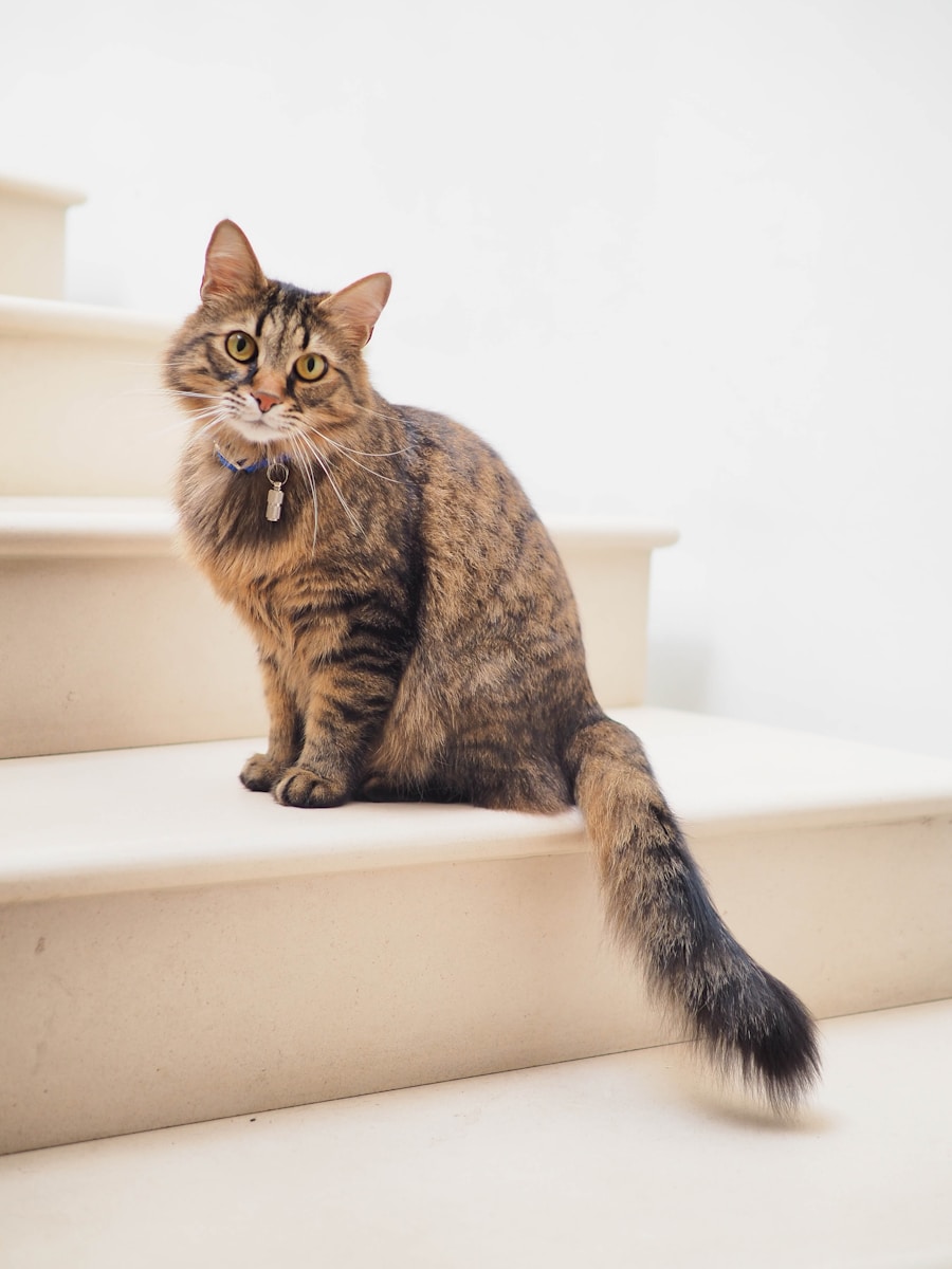 Cat moment three